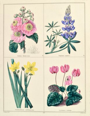 Rubus fruicosis / Sisyrinchium californicum / Lupinus nanus /  Cyclamen vernum