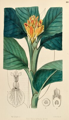 Amomum vitellinum