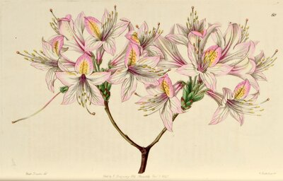 Azalea ludoviciae