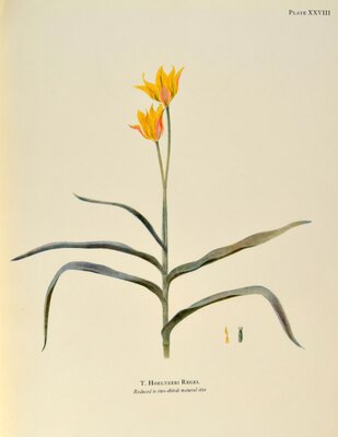 T hoeltzeri regel