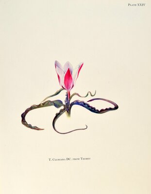 T lusiana DC from Tibet