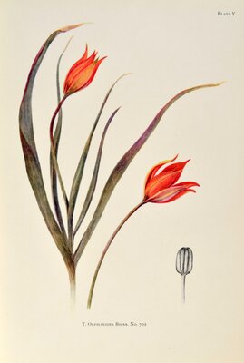 T orphanidea boiss No 702