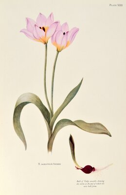 T saxatilius sieber