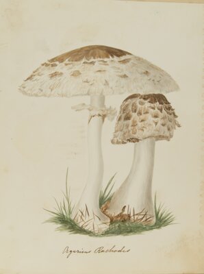 Agaricus rachodia