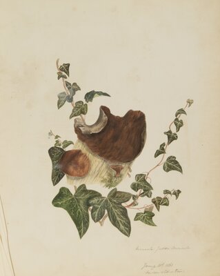 Hirneola judaea auricula