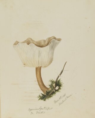 Agaricus geotrophus